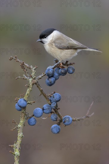 Marsh tit