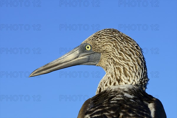 Blue-footed booby