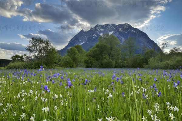 Meadow with white mountain daffodils