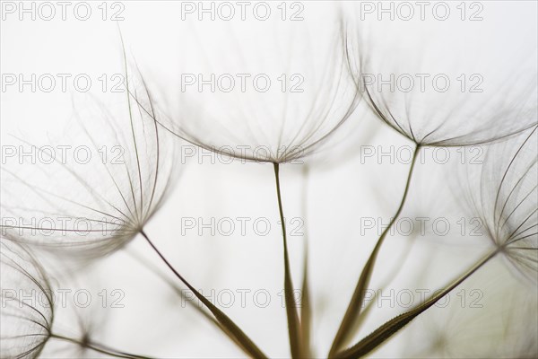 Filigree fruit stalks of a composite