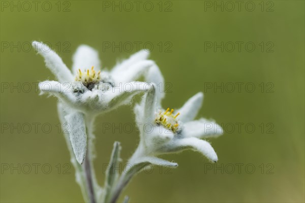 Edelweiss