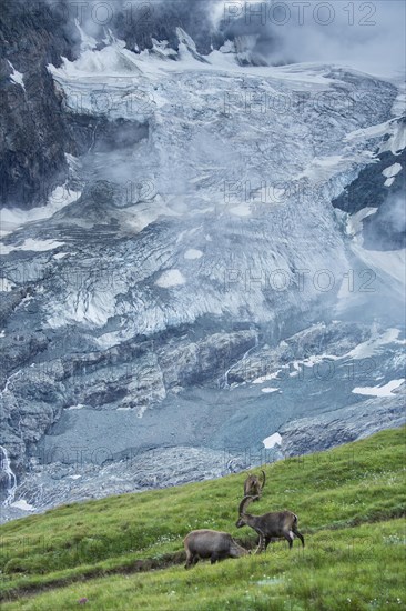 Alpine Ibexes