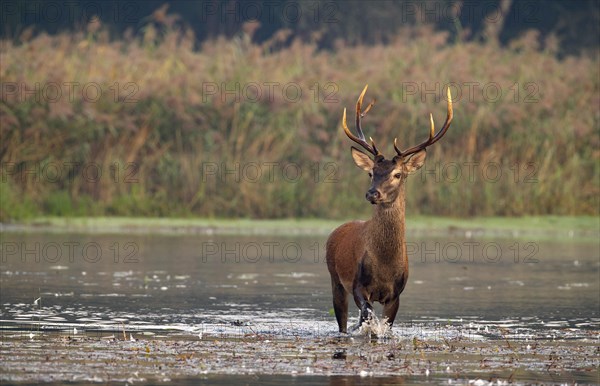 Red deer