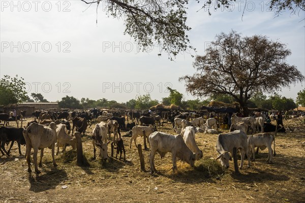 Herd of cows