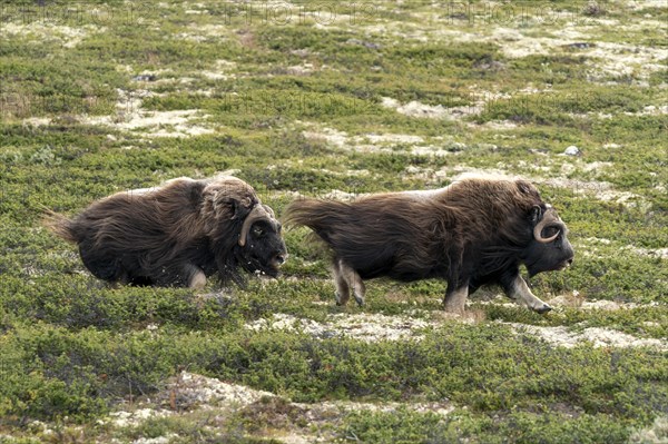 Two muskoxen