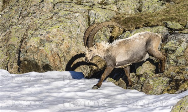 Alpine Ibex