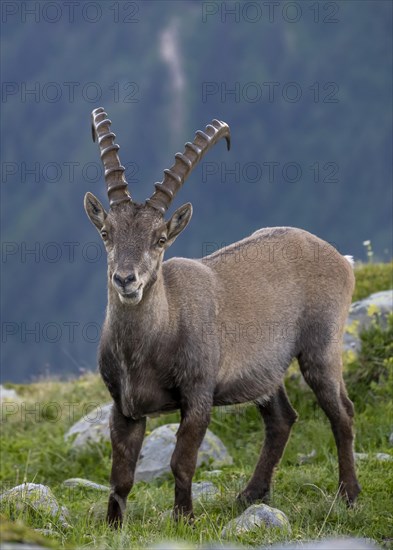 Alpine Ibex