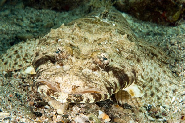 Tentacled flathead