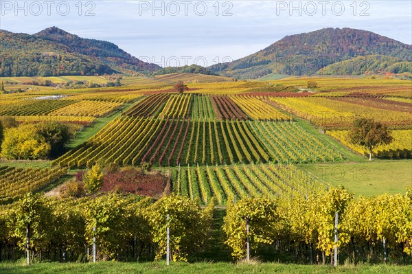 Vineyards in autumn colours