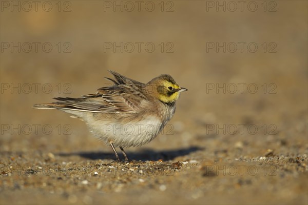 Shorelark or Horned lark