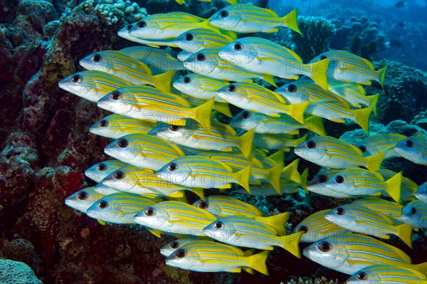 School of fish blue stripe snapper