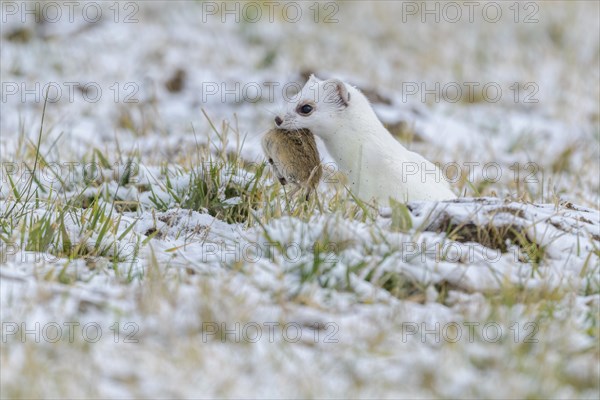 Stoat