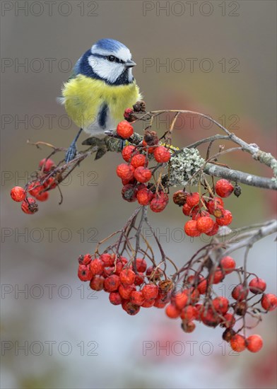 Blue tit