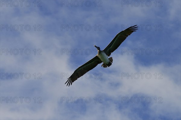 Brown Pelican