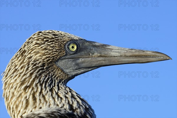 Blue-footed booby