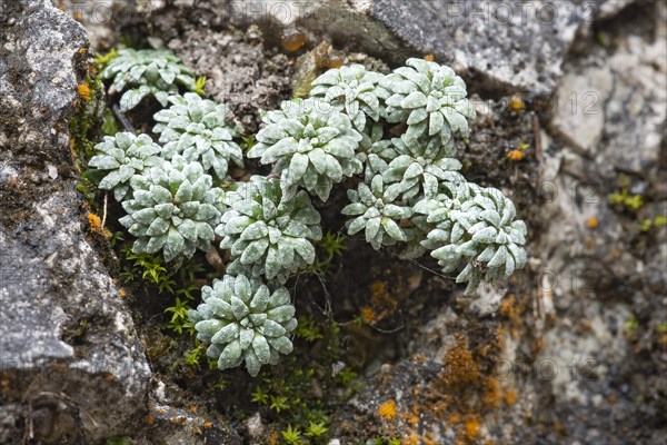 Blue-green blue green saxifrage