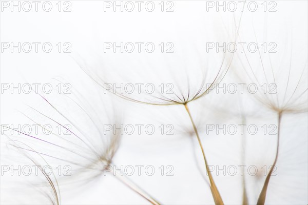 Filigree fruit stalks of a composite