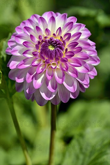 Decorative dahlia