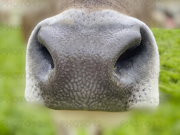 Nostrils of a cow in close up