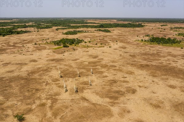 West African giraffes