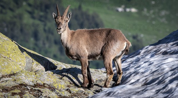 Alpine Ibex