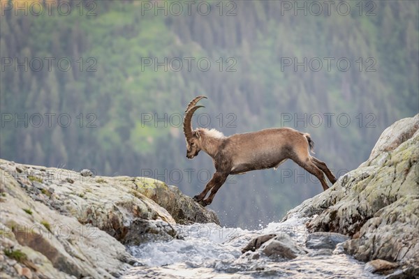 Alpine Ibex