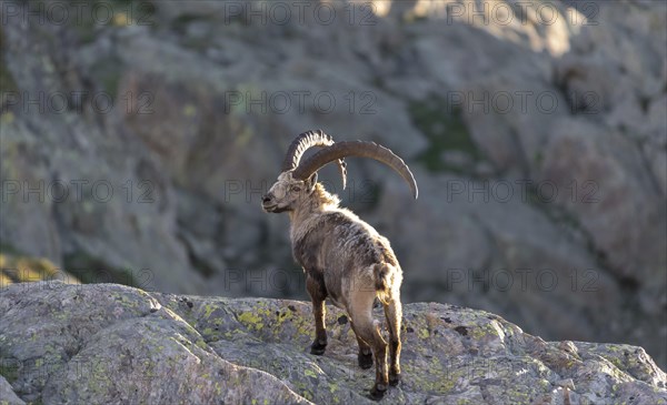 Alpine Ibex