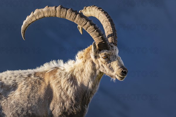 Alpine Ibex