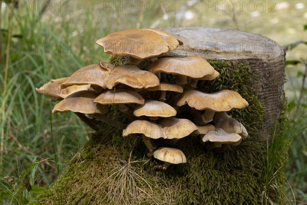 Oyster mushroom