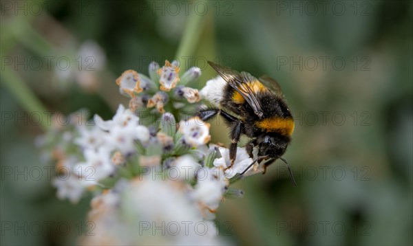 Large earth bumblebee