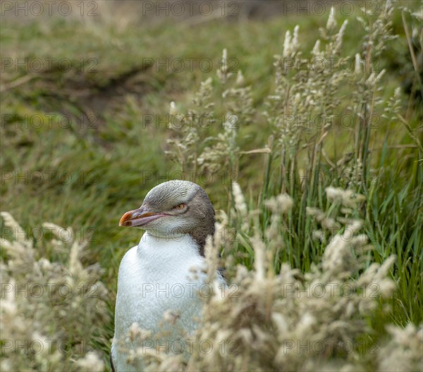 Yellow-eyed penguin