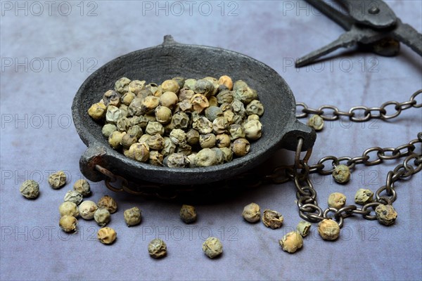 Green Malabar pepper in weighing pan