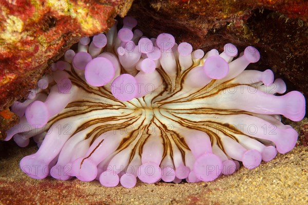 Club Anemone