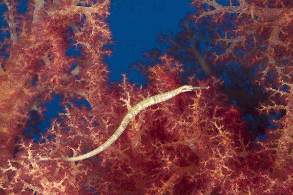 Schultz's pipefish