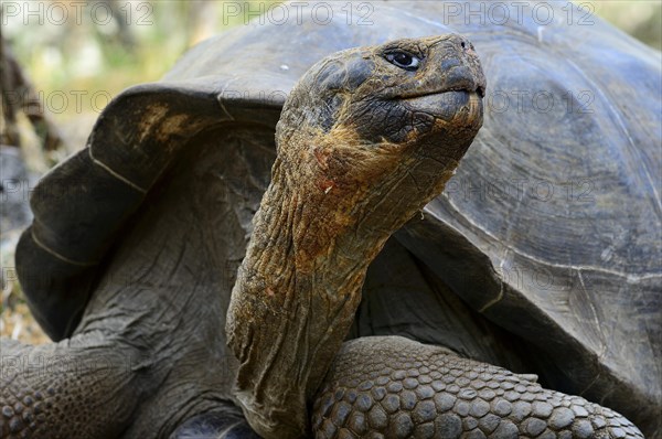 Galapagos giant tortoises