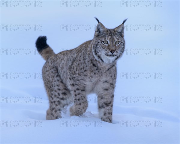 Eurasian lynx