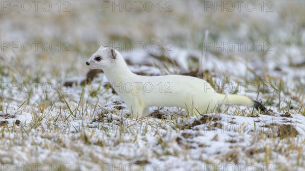 Stoat