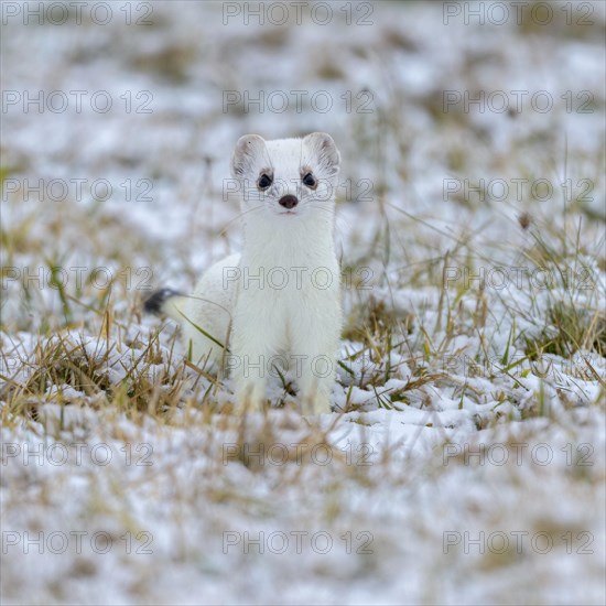 Stoat