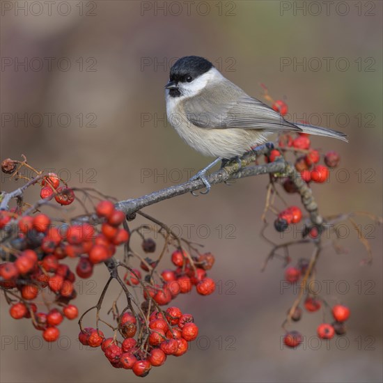 Marsh tit