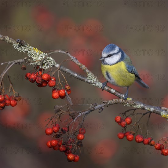 Blue tit