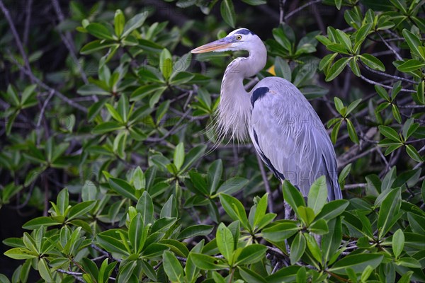 Great blue heron