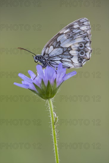 Marbled white