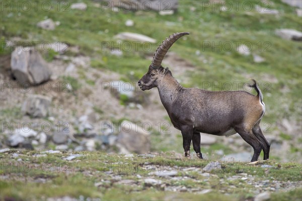 Alpine Ibex