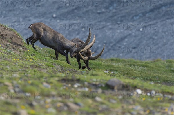 Fighting alpine ibex