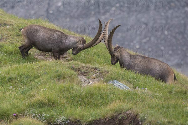 Fighting alpine ibex