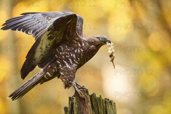 European honey buzzard