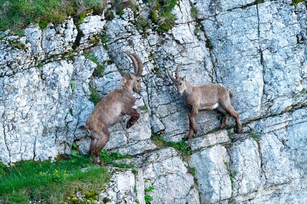 Alpine Ibexes