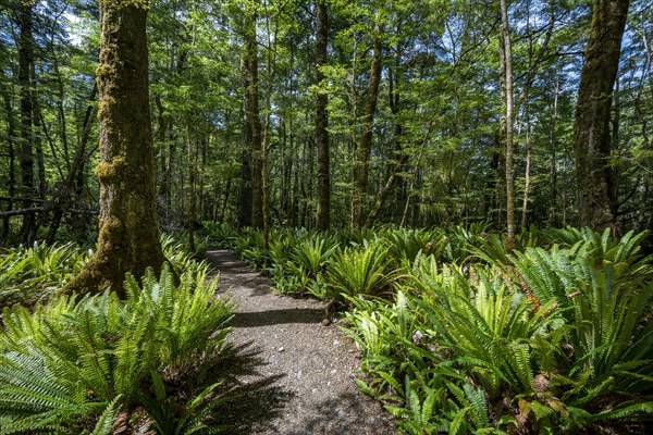 Hiking trail through forest with ferns