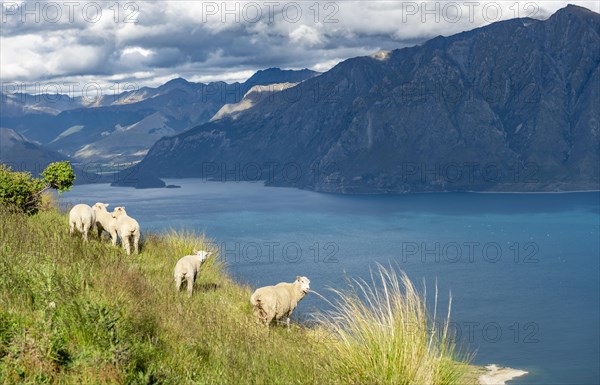 Sheep in a meadow in front of Lake Hawea and mountain panorama