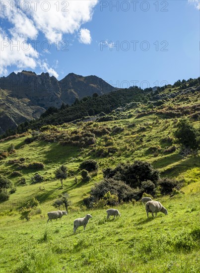 Sheep in a meadow